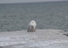 Snowy Owl (20)