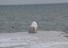 Snowy Owl (21)