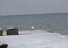 Snowy Owl (255)