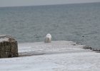 Snowy Owl (257)