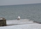 Snowy Owl (258)