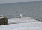 Snowy Owl (259)