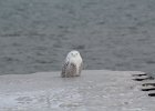 Snowy Owl (3)