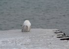 Snowy Owl (4)