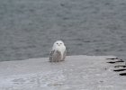 Snowy Owl (5)