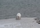 Snowy Owl (6)
