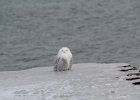 Snowy Owl (7)
