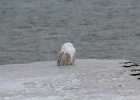 Snowy Owl (8)