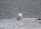 Snowy Owl (9)
