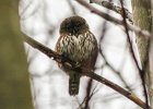 Northern Pygmy-Owl (1)