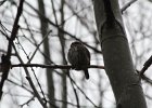 Northern Pygmy-Owl (10)