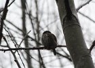 Northern Pygmy-Owl (11)