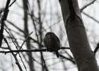 Northern Pygmy-Owl (12)