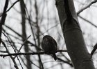 Northern Pygmy-Owl (13)