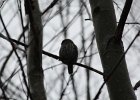 Northern Pygmy-Owl (15)