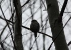 Northern Pygmy-Owl (16)