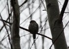 Northern Pygmy-Owl (17)