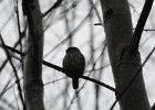 Northern Pygmy-Owl (18)