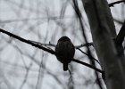 Northern Pygmy-Owl (19)