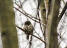 Northern Pygmy-Owl (2)