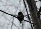 Northern Pygmy-Owl (20)