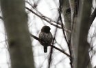 Northern Pygmy-Owl (21)