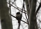 Northern Pygmy-Owl (22)