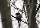 Northern Pygmy-Owl (23)