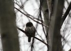 Northern Pygmy-Owl (24)