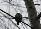 Northern Pygmy-Owl (25)
