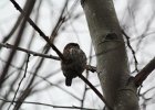 Northern Pygmy-Owl (26)