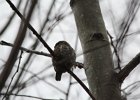 Northern Pygmy-Owl (27)