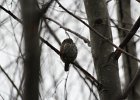 Northern Pygmy-Owl (28)