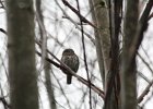 Northern Pygmy-Owl (29)
