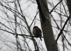 Northern Pygmy-Owl (3)