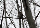 Northern Pygmy-Owl (30)