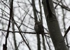Northern Pygmy-Owl (31)