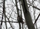 Northern Pygmy-Owl (32)