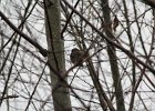 Northern Pygmy-Owl (33)