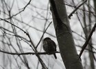 Northern Pygmy-Owl (4)