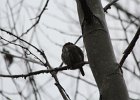 Northern Pygmy-Owl (5)