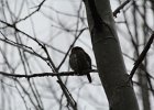 Northern Pygmy-Owl (6)