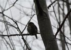 Northern Pygmy-Owl (7)