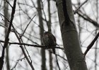 Northern Pygmy-Owl (8)