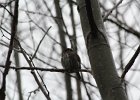 Northern Pygmy-Owl (9)