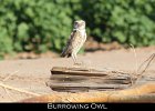 040 - 474 Burrowing Owl