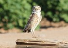 101Burrowing Owl