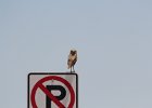 Burrowing Owl (1)