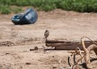 Burrowing Owl (12)