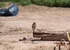 Burrowing Owl (15)